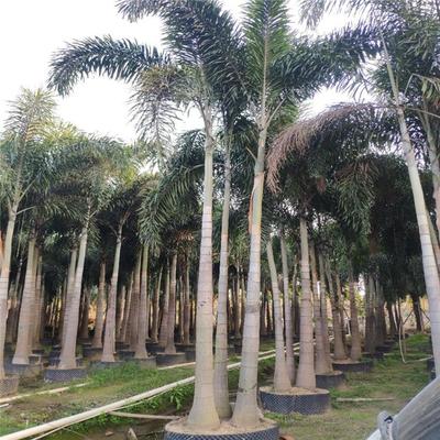 三禾多杆狐尾椰子树栽培基地-园林绿化狐尾棕